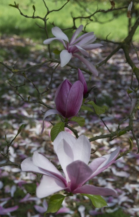  Beverboom, Struik (Magnolia 'Galaxy')