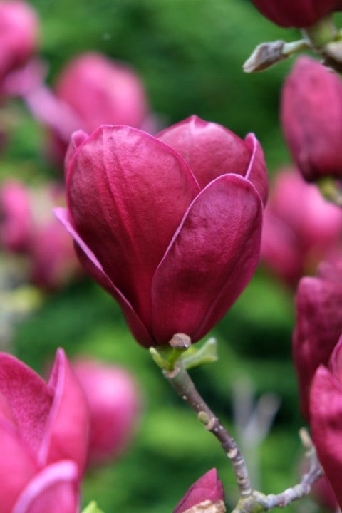  Beverboom (Magnolia 'Genie')