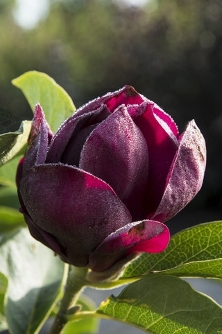  Beverboom (Magnolia 'Genie') EXTRA VOORDEEL