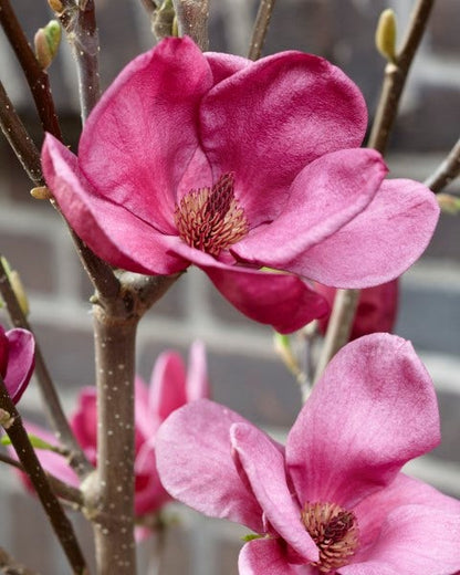  Beverboom (Magnolia 'Genie')