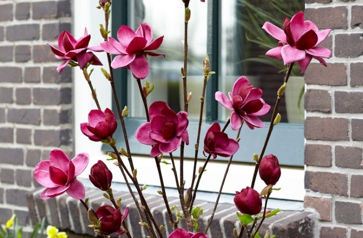  Beverboom (Magnolia 'Genie')