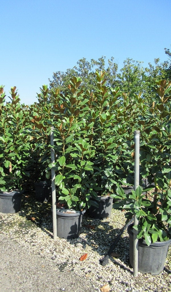  Groenblijvende Magnolia (Magnolia Grandiflora 'Goliath')