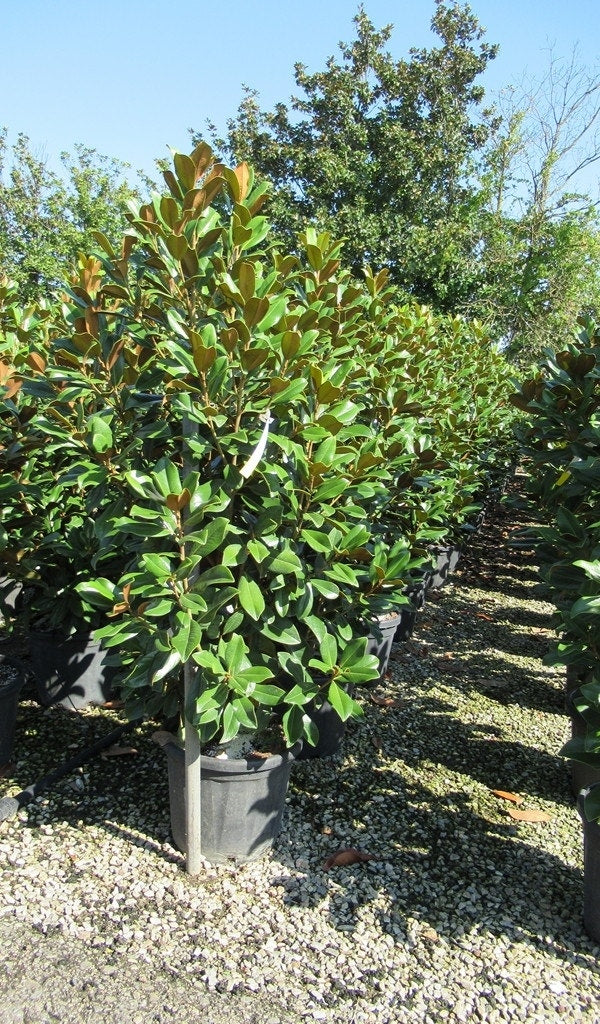  Groenblijvende Magnolia (Magnolia Grandiflora 'Goliath')