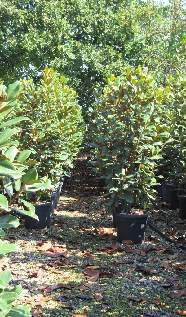  Groenblijvende Magnolia (Magnolia Grandiflora 'Goliath')