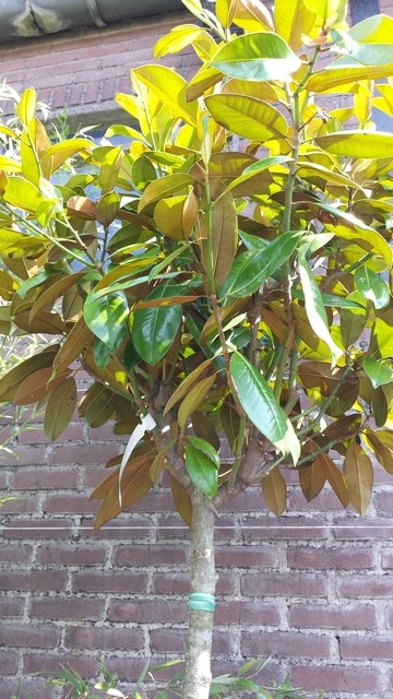  Groenblijvende Magnolia Op Stam (Magnolia Grandiflora 'Gallissoniere')