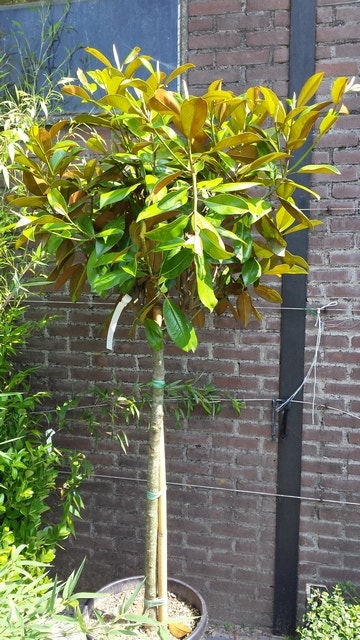  Groenblijvende Magnolia Op Stam (Magnolia Grandiflora 'Gallissoniere')