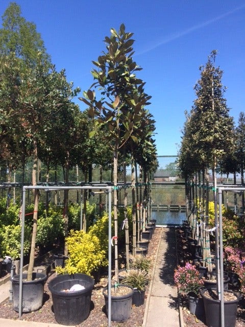  Groenblijvende Magnolia Als Boom (Magnolia Grandiflora 'Gallissoniere')