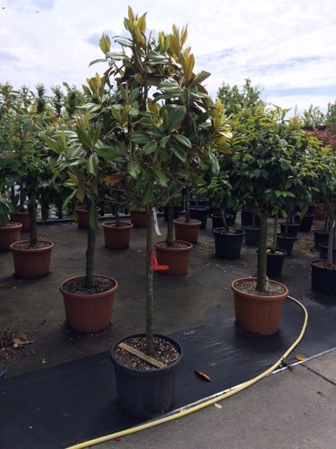  Groenblijvende Magnolia Op Stam (Magnolia Grandiflora 'Gallissoniere')