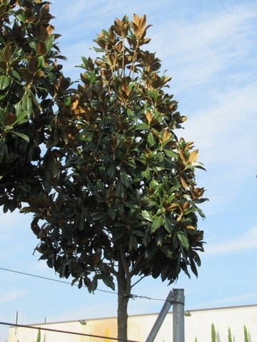  Groenblijvende Magnolia Als Boom (Magnolia Grandiflora 'Gallissoniere')