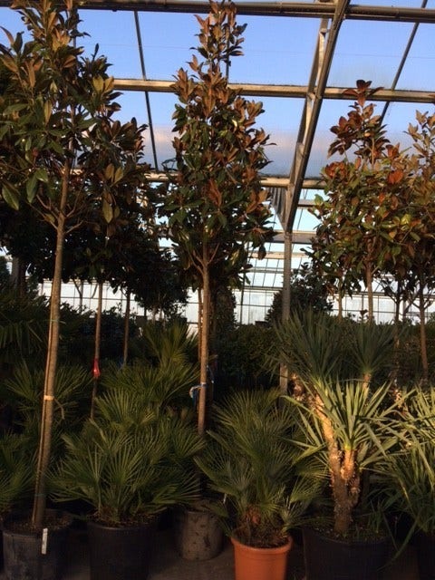  Groenblijvende Magnolia Als Boom (Magnolia Grandiflora 'Gallissoniere')
