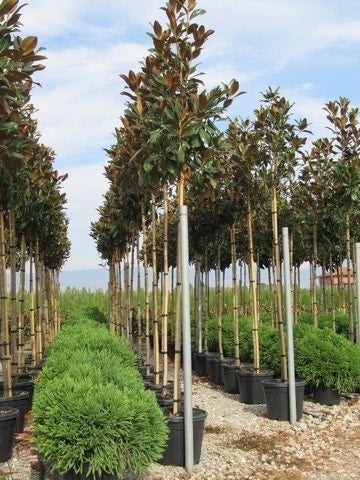  Groenblijvende Magnolia Als Boom (Magnolia Grandiflora 'Gallissoniere')