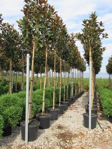  Groenblijvende Magnolia Als Boom (Magnolia Grandiflora 'Gallissoniere')