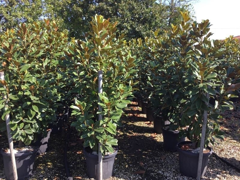  Groenblijvende Magnolia (Magnolia Grandiflora 'Goliath')