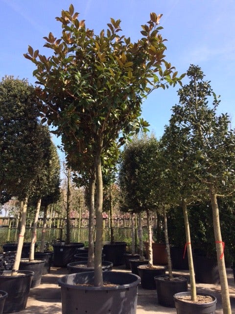  Groenblijvende Magnolia Als Boom (Magnolia Grandiflora 'Gallissoniere')