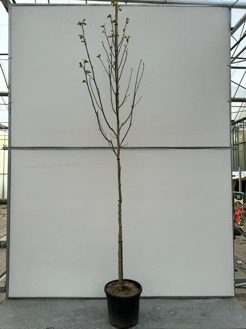  Magnolia Als Boom (Magnolia 'Heaven Scent')