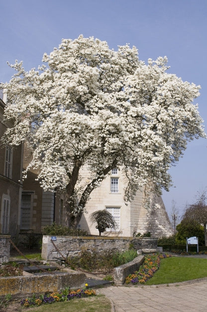  Beverboom (Magnolia Kobus)