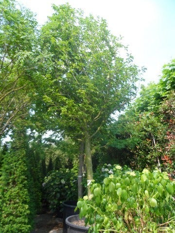  Beverboom (Magnolia Kobus)