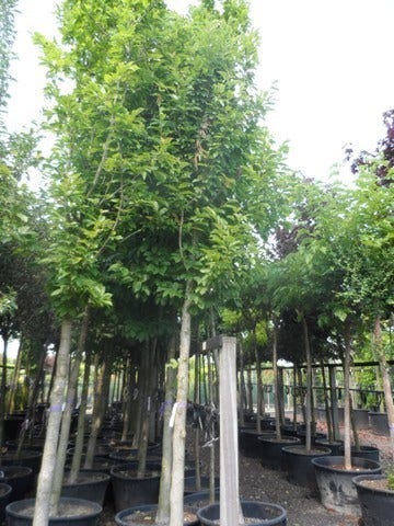  Beverboom (Magnolia Kobus)