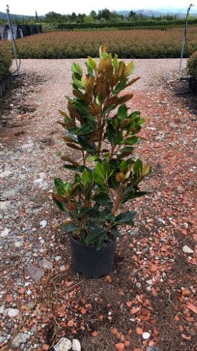  Groenblijvende Magnolia (Magnolia Grandiflora 'Little Gem')