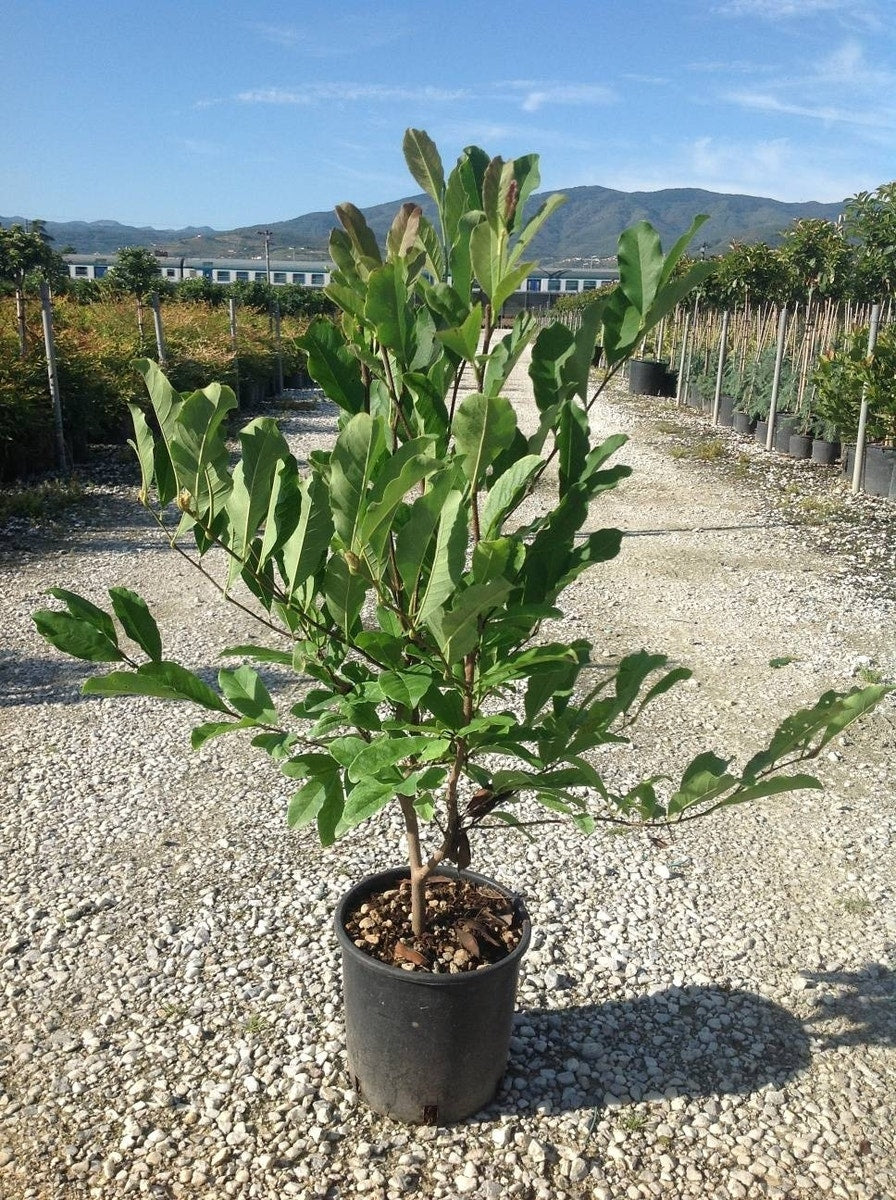  Beverboom Als Struik (Magnolia Loebneri 'Merrill')