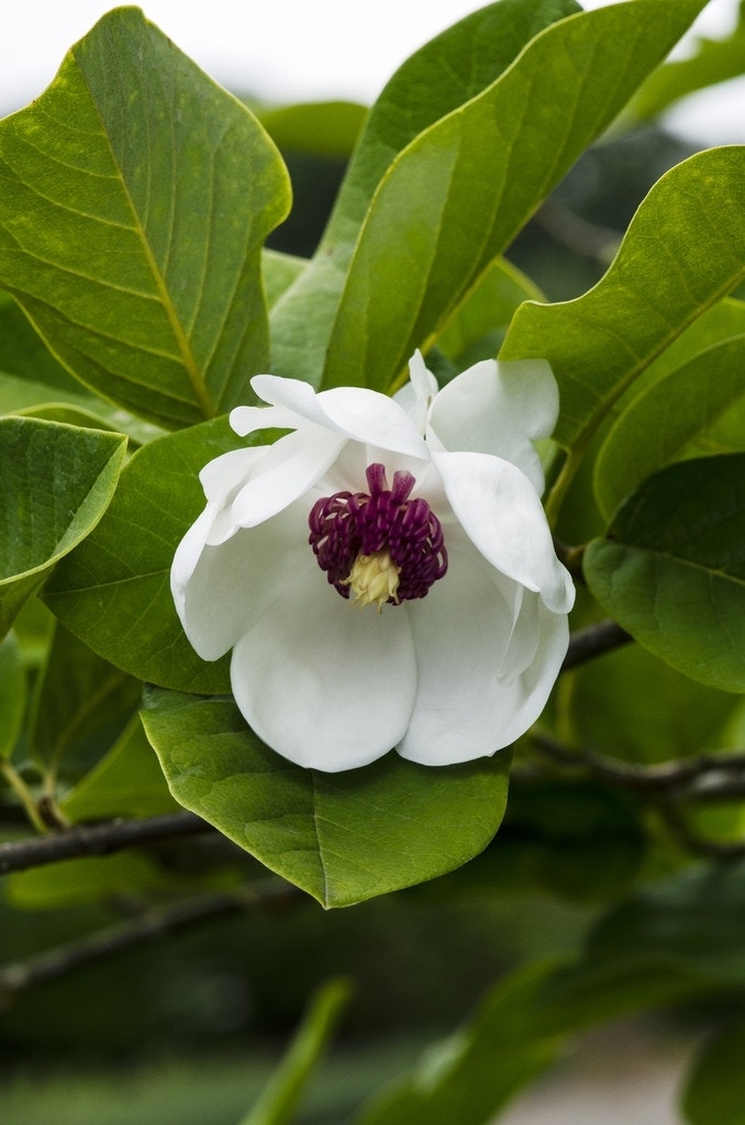  Beverboom (Magnolia Sieboldii)