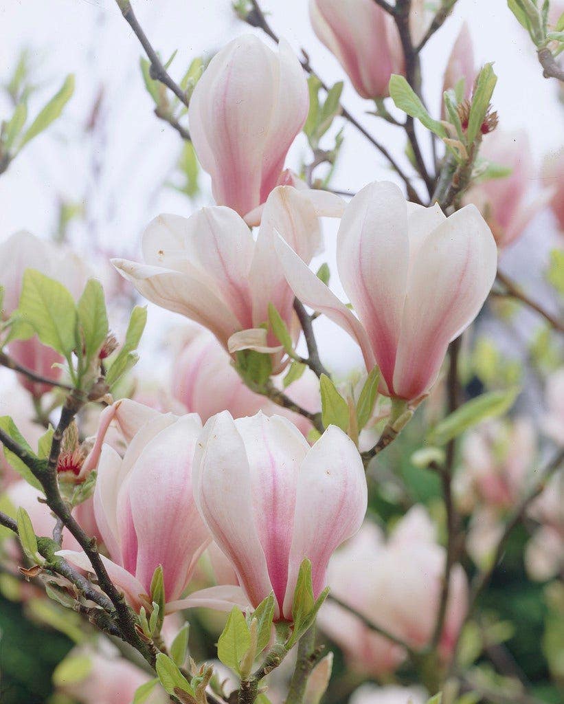  Beverboom Op Stam (Magnolia Soulangeana)