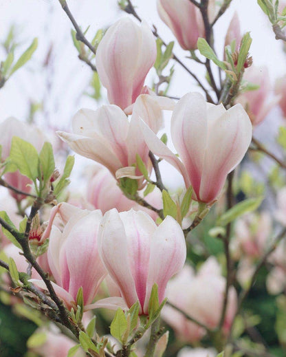  Beverboom Op Stam (Magnolia Soulangeana)