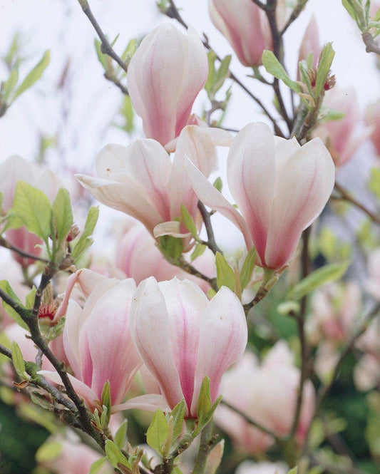  Beverboom Op Stam (Magnolia Soulangeana)