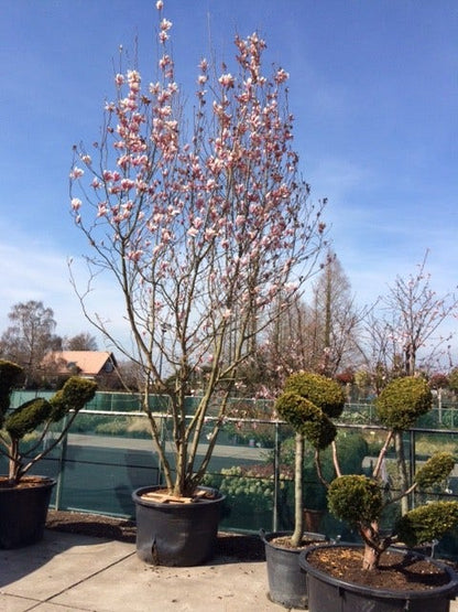  Beverboom Als Struik (Magnolia Soulangeana)
