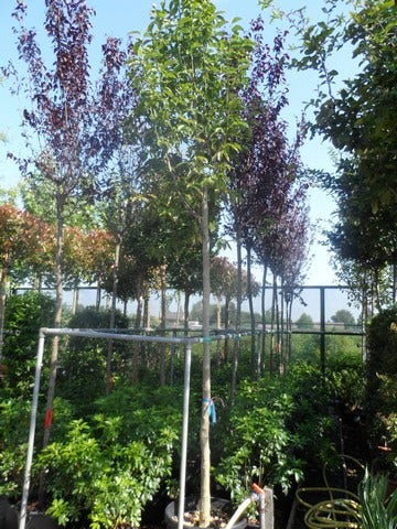  Beverboom (Magnolia Soulangeana Als Boom)