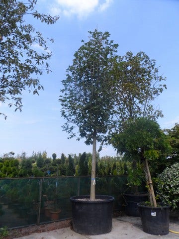  Beverboom (Magnolia Soulangeana Als Boom)