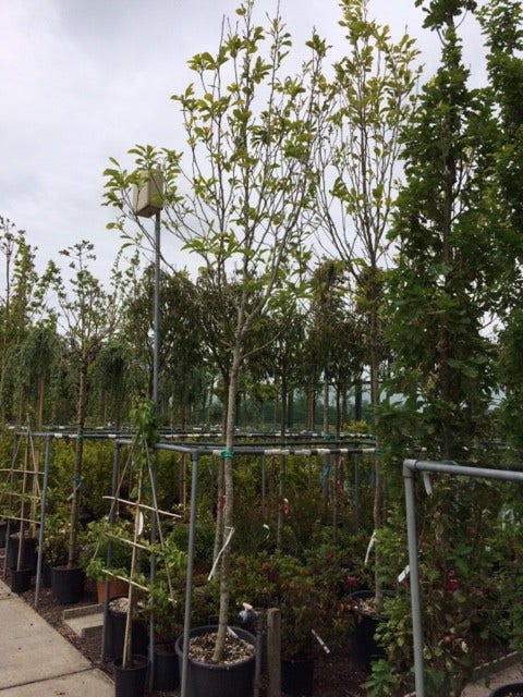  Beverboom (Magnolia Soulangeana Als Boom)