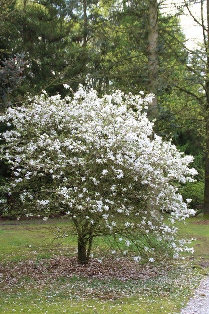  Stermagnolia Als Struik (Magnolia Stellata)