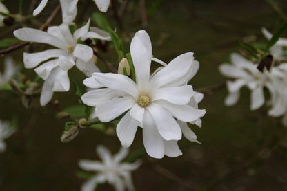  Stermagnolia Als Struik (Magnolia Stellata)