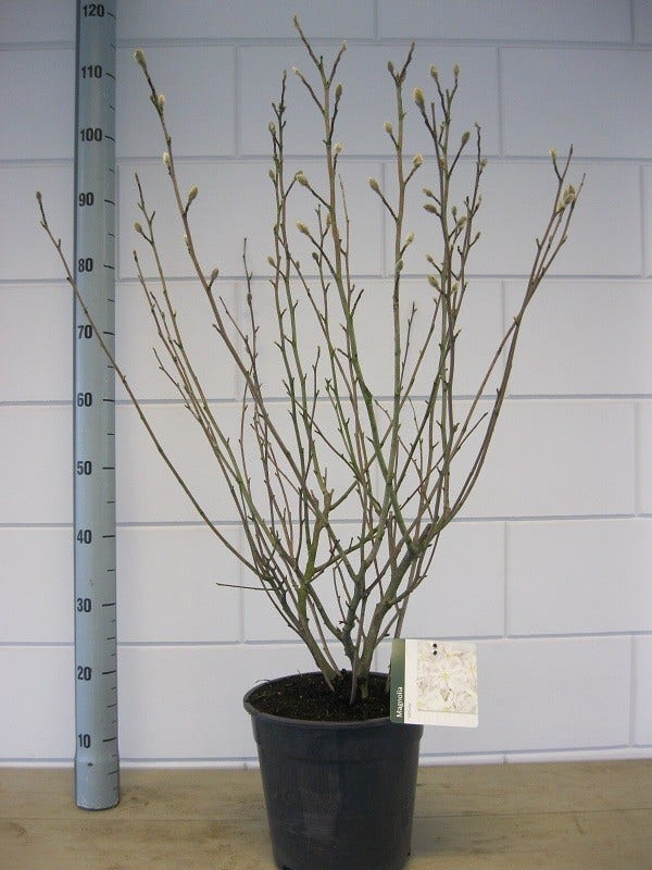  Stermagnolia Als Struik (Magnolia Stellata)