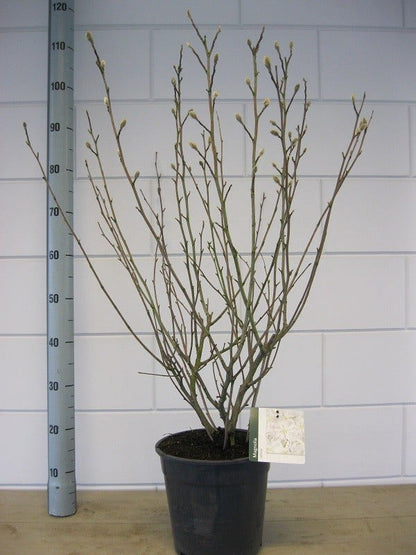  Stermagnolia Als Struik (Magnolia Stellata)