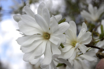  Stermagnolia Als Struik (Magnolia Stellata 'Royal Star')