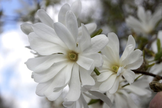 Stermagnolia Als Struik (Magnolia Stellata 'Royal Star')