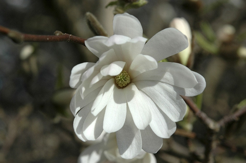  Stermagnolia Als Struik (Magnolia Stellata 'Royal Star')