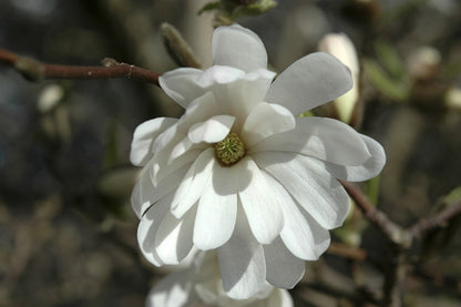  Stermagnolia Als Struik (Magnolia Stellata 'Royal Star')