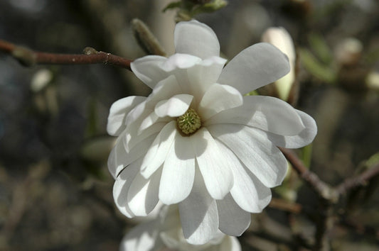  Stermagnolia Als Struik (Magnolia Stellata 'Royal Star')