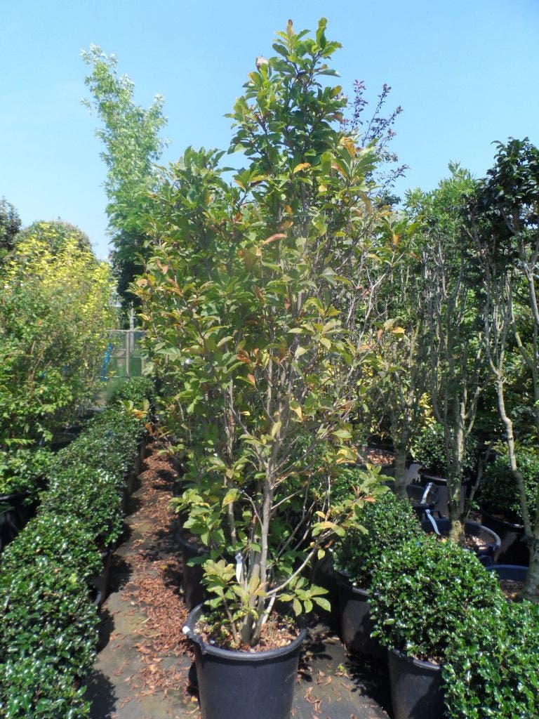  Beverboom Als Struik (Magnolia Susan)