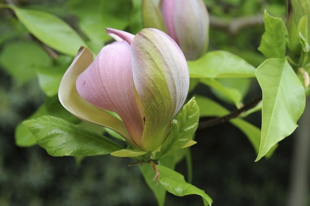  Beverboom (Magnolia Brooklynensis 'Woodsman')