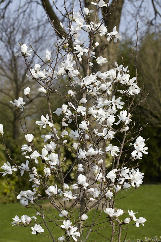  Beverboom Als Struik (Magnolia Loebneri 'Merrill')