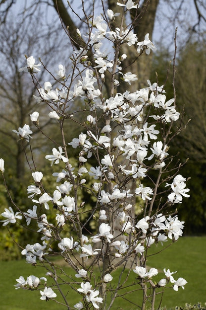  Beverboom Als Struik (Magnolia Loebneri 'Merrill')