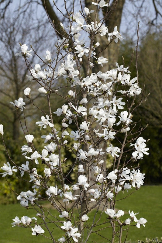  Beverboom Als Struik (Magnolia Loebneri 'Merrill')