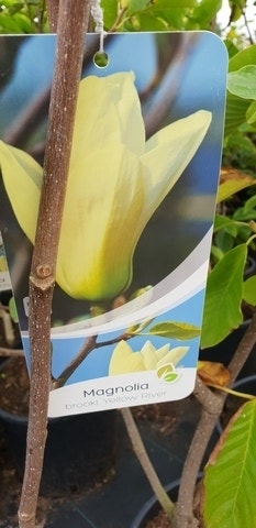  Magnolia (Magnolia 'Yellow River')