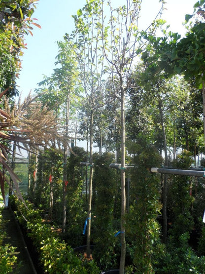  Beverboom (Magnolia 'Yellow River')