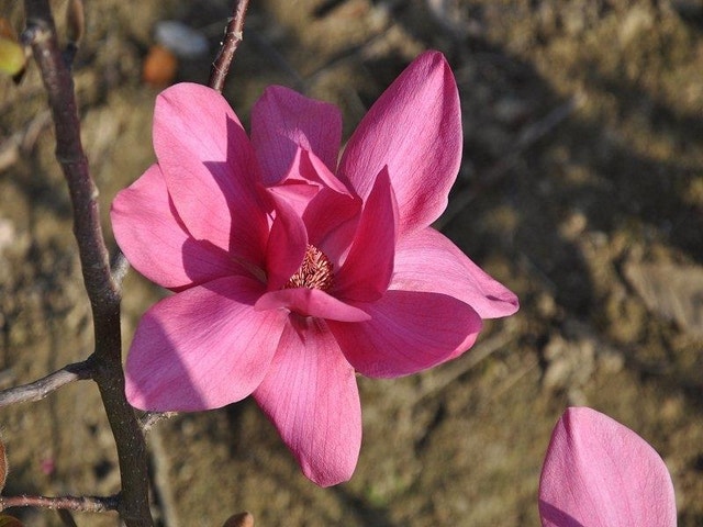  Beverboom (Magnolia 'Black Tulip')