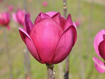  Beverboom (Magnolia 'Black Tulip')